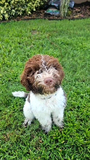 Brown and white Lagotto puppy looking up from the lawn