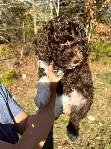 Brown Lagotto puppy held outdoors in autumn