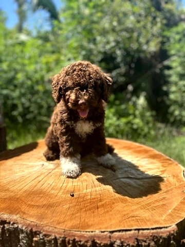 Curly brown Lagotto puppy sitting on a tree stump