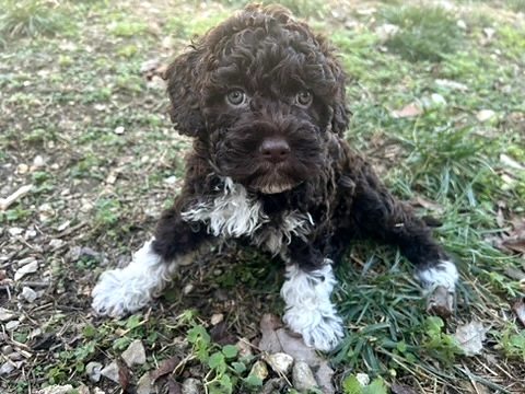 Dark curly puppy with white paws sitting outdoors