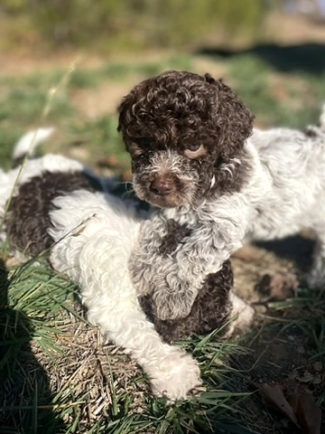 Brown and white Lagotto puppy being held outdoors