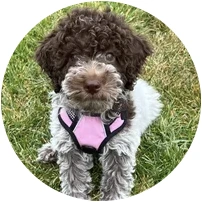 Photo from Michelle's review of Dolce