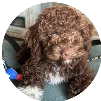 Photo from Diane's review of Sophie
